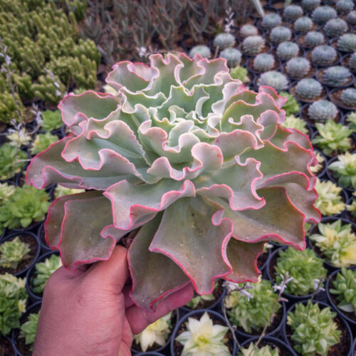Echeveria Shaviana Size 25 Cm, real gallery image #4 plants. Picture taken directly from kaktus.id community Echeveria farmer green houses.
