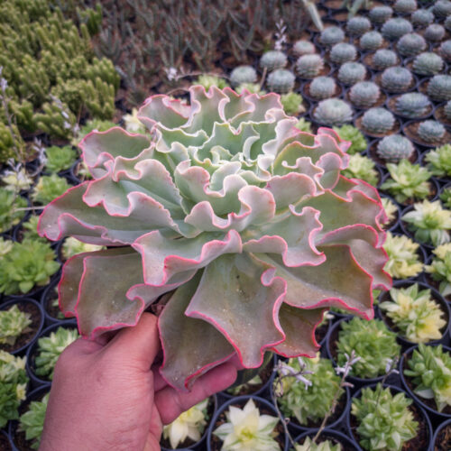 Echeveria Shaviana Size 25 Cm, real gallery image #5 plants. Picture taken directly from kaktus.id community Echeveria farmer green houses.