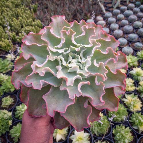 Echeveria Shaviana Size 25 Cm, real gallery image #1 plants. Picture taken directly from kaktus.id community Echeveria farmer green houses.