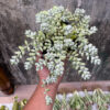 Cotyledon Pendens, real gallery image #2 plants. Picture taken directly from kaktus.id community Cotyledon farmer green houses.