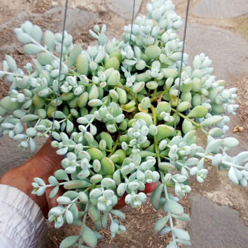Cotyledon Pendens, real gallery image #1 plants. Picture taken directly from kaktus.id community Cotyledon farmer green houses.