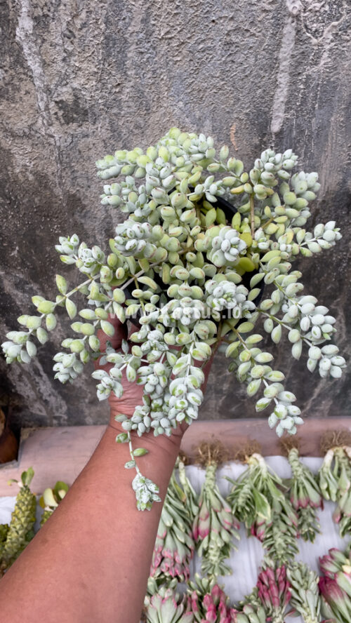 Cotyledon Pendens, real gallery image #5 plants. Picture taken directly from kaktus.id community Cotyledon farmer green houses.