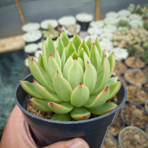 Echeveria Agavoides Prolifera, real gallery image #1 plants. Picture taken directly from kaktus.id community Echeveria farmer green houses.