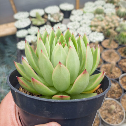 Echeveria Agavoides Prolifera, real gallery image #2 plants. Picture taken directly from kaktus.id community Echeveria farmer green houses.