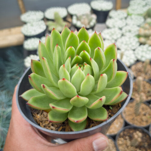 Echeveria Agavoides Prolifera, real gallery image #3 plants. Picture taken directly from kaktus.id community Echeveria farmer green houses.