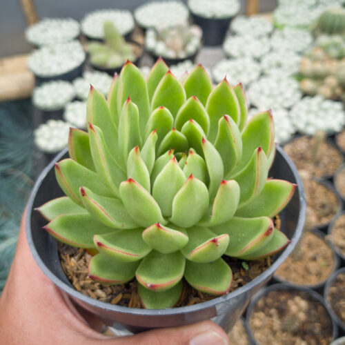 Echeveria Agavoides Prolifera, real gallery image #4 plants. Picture taken directly from kaktus.id community Echeveria farmer green houses.