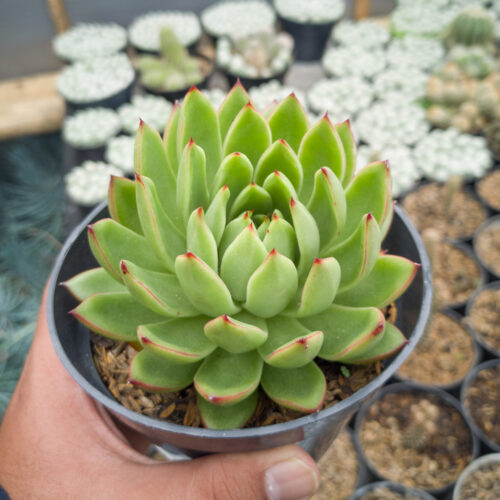Echeveria Agavoides Prolifera, real gallery image #6 plants. Picture taken directly from kaktus.id community Echeveria farmer green houses.