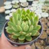 Echeveria Agavoides Prolifera, real gallery image #5 plants. Picture taken directly from kaktus.id community Echeveria farmer green houses.