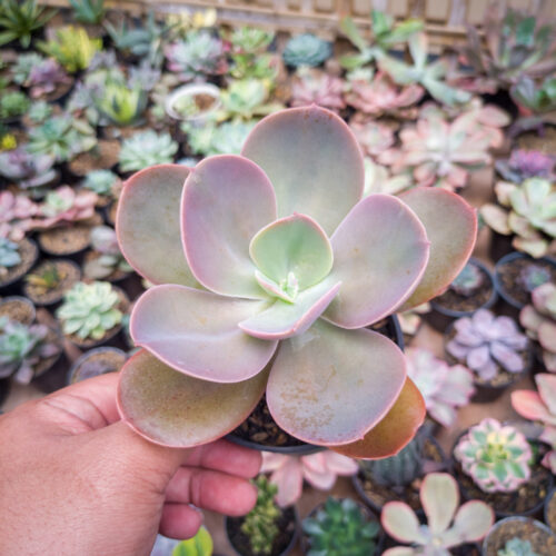 Echeveria Decora, real gallery image #1 plants. Picture taken directly from kaktus.id community Echeveria farmer green houses.