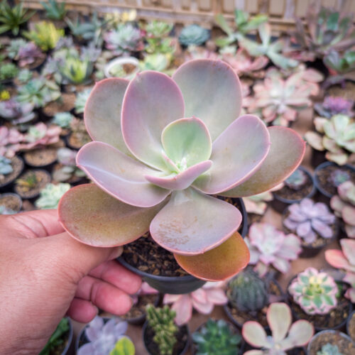 Echeveria Decora, real gallery image #2 plants. Picture taken directly from kaktus.id community Echeveria farmer green houses.