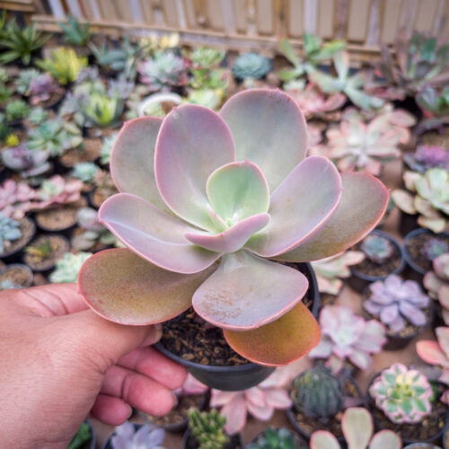 Echeveria Decora, real gallery image #3 plants. Picture taken directly from kaktus.id community Echeveria farmer green houses.