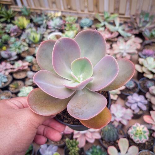 Echeveria Decora, real gallery image #4 plants. Picture taken directly from kaktus.id community Echeveria farmer green houses.