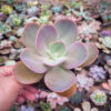 Echeveria Decora, real gallery image #5 plants. Picture taken directly from kaktus.id community Echeveria farmer green houses.