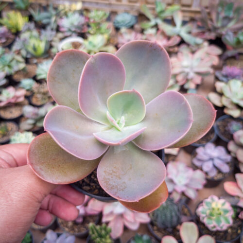 Echeveria Decora, real gallery image #5 plants. Picture taken directly from kaktus.id community Echeveria farmer green houses.
