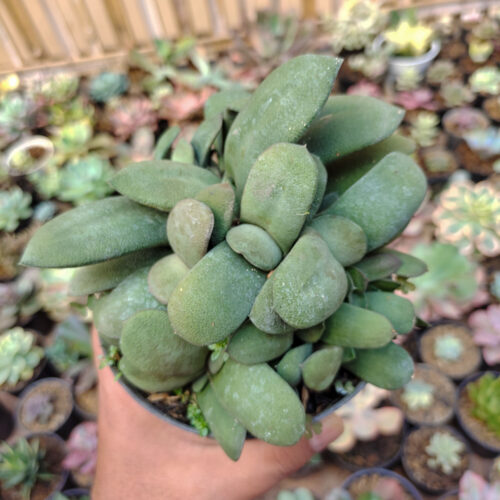 Gasteria Glomerata Cluster, real gallery image #2 plants. Picture taken directly from kaktus.id community Gasteria farmer green houses.