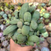 Gasteria Glomerata Cluster, real gallery image #3 plants. Picture taken directly from kaktus.id community Gasteria farmer green houses.