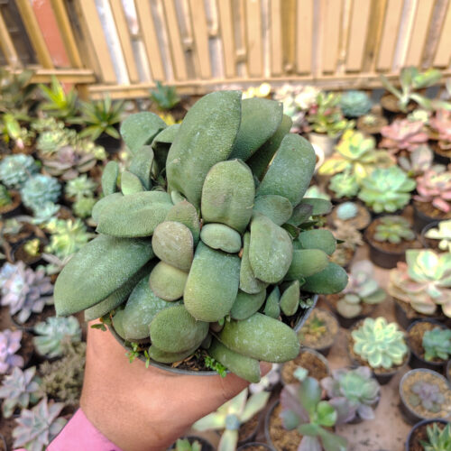 Gasteria Glomerata Cluster, real gallery image #4 plants. Picture taken directly from kaktus.id community Gasteria farmer green houses.