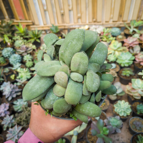 Gasteria Glomerata Cluster, real gallery image #5 plants. Picture taken directly from kaktus.id community Gasteria farmer green houses.