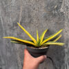Gasteria Acinacifolia Golden Variegated Size 30 Cm, real gallery image #5 plants. Picture taken directly from kaktus.id community Gasteria farmer green houses.