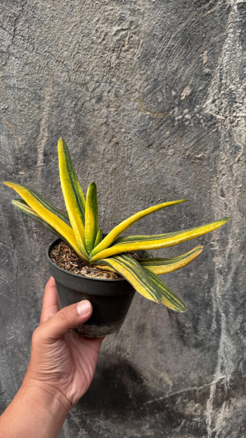 Gasteria Acinacifolia Golden Variegated Size 30 Cm, real gallery image #4 plants. Picture taken directly from kaktus.id community Gasteria farmer green houses.
