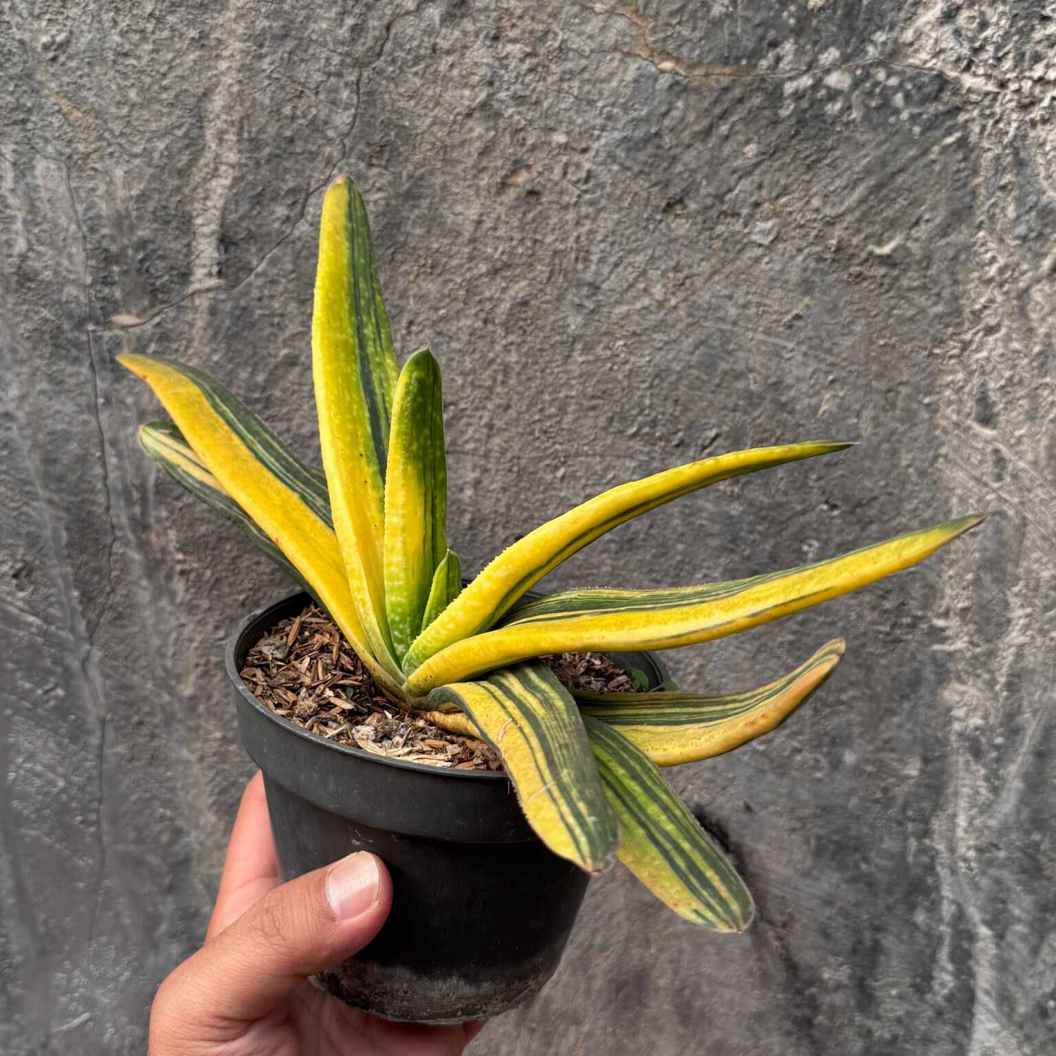 Gasteria Acinacifolia Golden Variegated Size 30 Cm, real gallery image #3 plants. Picture taken directly from kaktus.id community Gasteria farmer green houses.