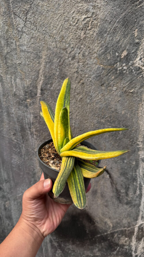 Gasteria Acinacifolia Golden Variegated Size 30 Cm, real gallery image #2 plants. Picture taken directly from kaktus.id community Gasteria farmer green houses.