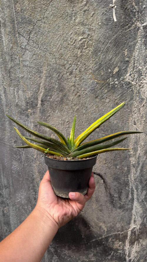 Gasteria Acinacifolia Golden Variegated Size 30 Cm, real gallery image #1 plants. Picture taken directly from kaktus.id community Gasteria farmer green houses.