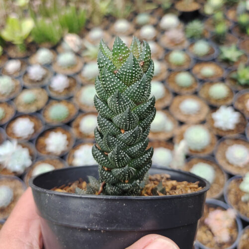 Haworthia Reinwardtii African Pearls, real gallery image #3 plants. Picture taken directly from kaktus.id community Haworthia farmer green houses.