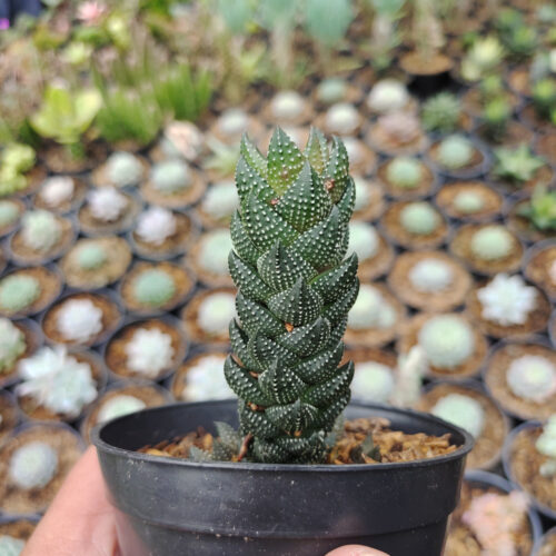 Haworthia Reinwardtii African Pearls, real gallery image #2 plants. Picture taken directly from kaktus.id community Haworthia farmer green houses.