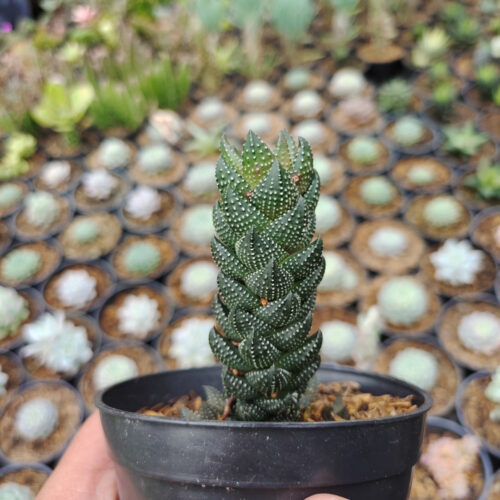Haworthia Reinwardtii African Pearls, real gallery image #4 plants. Picture taken directly from kaktus.id community Haworthia farmer green houses.
