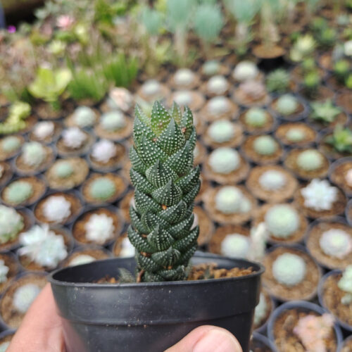 Haworthia Reinwardtii African Pearls, real gallery image #5 plants. Picture taken directly from kaktus.id community Haworthia farmer green houses.