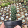 Haworthia Reinwardtii African Pearls, real gallery image #6 plants. Picture taken directly from kaktus.id community Haworthia farmer green houses.