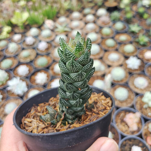 Haworthia Reinwardtii African Pearls, real gallery image #1 plants. Picture taken directly from kaktus.id community Haworthia farmer green houses.