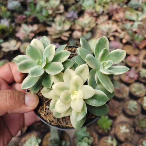 Echeveria Lemon Lime Variegated Cluster, real gallery image #5 plants. Picture taken directly from kaktus.id community Echeveria farmer green houses.