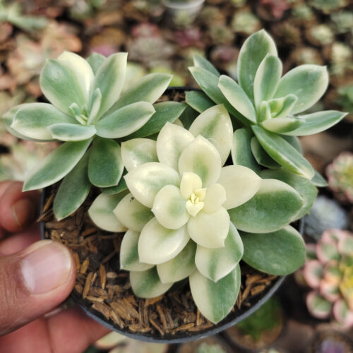 Echeveria Lemon Lime Variegated Cluster, real gallery image #1 plants. Picture taken directly from kaktus.id community Echeveria farmer green houses.