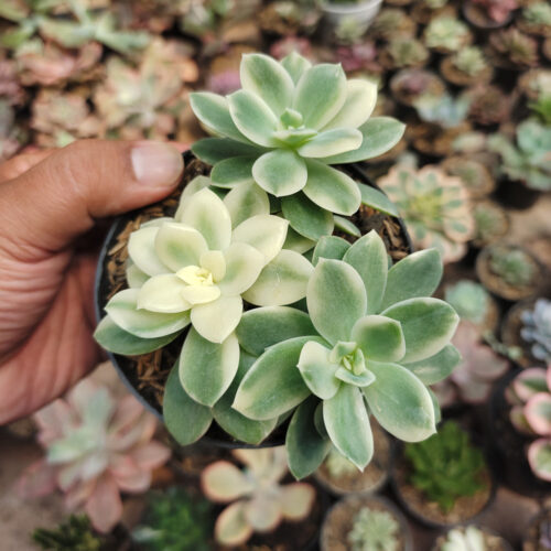 Echeveria Lemon Lime Variegated Cluster, real gallery image #8 plants. Picture taken directly from kaktus.id community Echeveria farmer green houses.