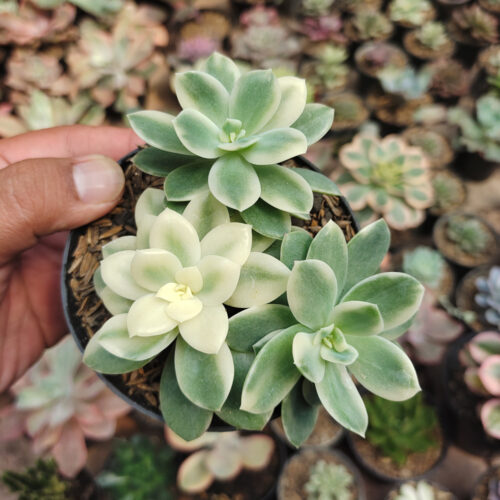 Echeveria Lemon Lime Variegated Cluster, real gallery image #10 plants. Picture taken directly from kaktus.id community Echeveria farmer green houses.