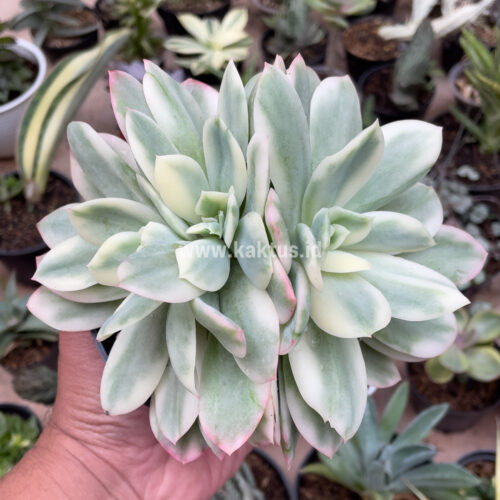 Echeveria Lemon Lime Variegated Cluster, real gallery image #4 plants. Picture taken directly from kaktus.id community Echeveria farmer green houses.