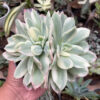 Echeveria Lemon Lime Variegated Cluster, real gallery image #6 plants. Picture taken directly from kaktus.id community Echeveria farmer green houses.
