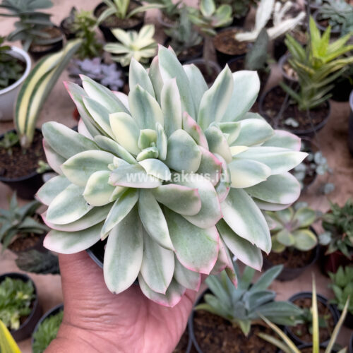 Echeveria Lemon Lime Variegated Cluster, real gallery image #7 plants. Picture taken directly from kaktus.id community Echeveria farmer green houses.