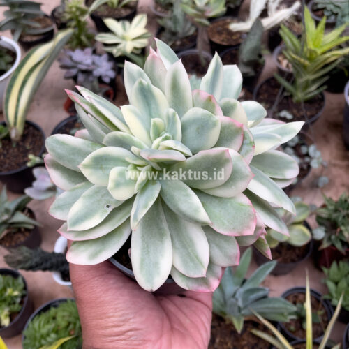Echeveria Lemon Lime Variegated Cluster, real gallery image #2 plants. Picture taken directly from kaktus.id community Echeveria farmer green houses.