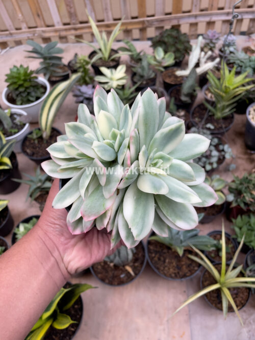 Echeveria Lemon Lime Variegated Cluster, real gallery image #9 plants. Picture taken directly from kaktus.id community Echeveria farmer green houses.