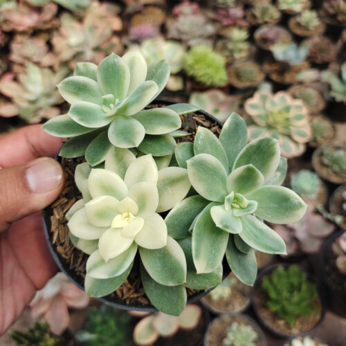 Echeveria Lemon Lime Variegated Cluster, real gallery image #3 plants. Picture taken directly from kaktus.id community Echeveria farmer green houses.
