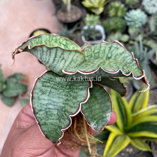 Sansevieria Kirkii Silver Blue, real gallery image #2 plants. Picture taken directly from kaktus.id community Sansevieria farmer green houses.