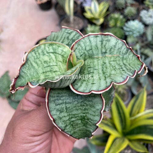 Sansevieria Kirkii Silver Blue, real gallery image #4 plants. Picture taken directly from kaktus.id community Sansevieria farmer green houses.