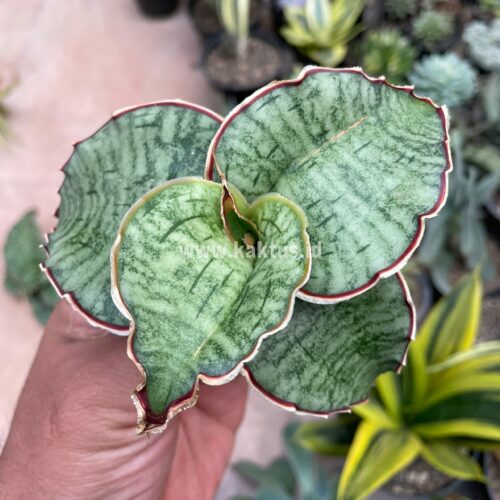 Sansevieria Kirkii Silver Blue, real gallery image #6 plants. Picture taken directly from kaktus.id community Sansevieria farmer green houses.