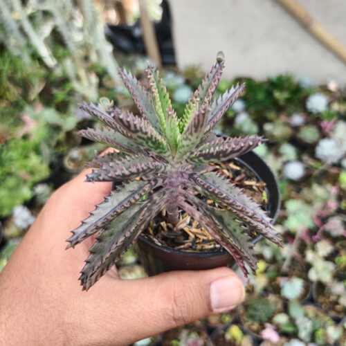 Kalanchoe Daigremontiana, real gallery image #2 plants. Picture taken directly from kaktus.id community Kalanchoe farmer green houses.