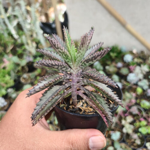 Kalanchoe Daigremontiana, real gallery image #3 plants. Picture taken directly from kaktus.id community Kalanchoe farmer green houses.