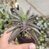 Kalanchoe Daigremontiana, real gallery image #4 plants. Picture taken directly from kaktus.id community Kalanchoe farmer green houses.