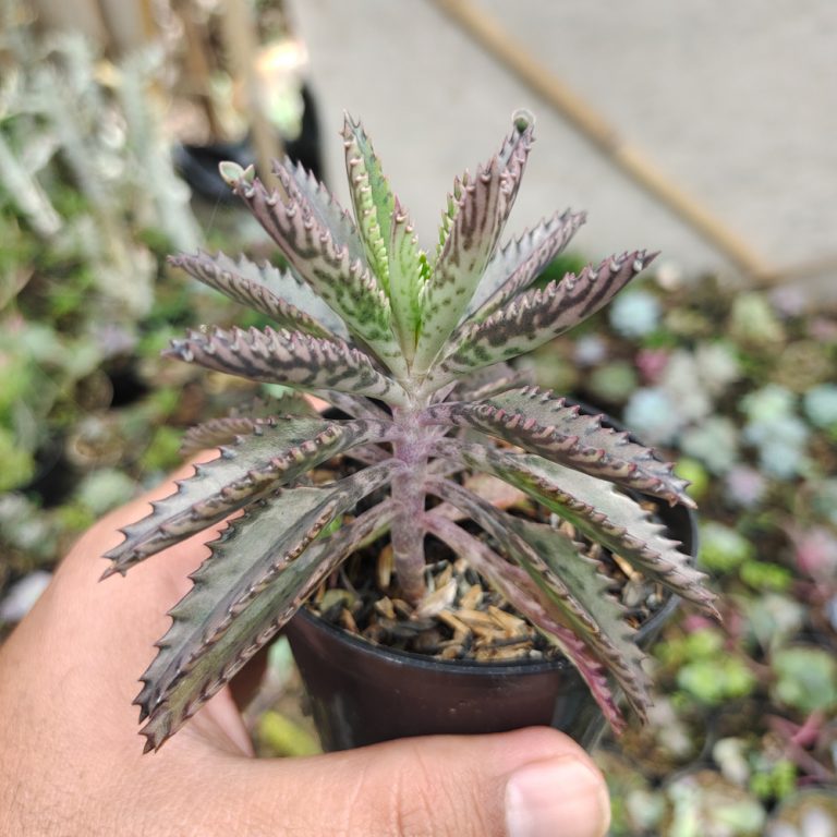 607. Kalanchoe Daigremontiana